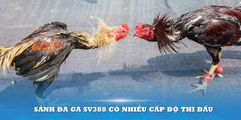 Sảnh đá gà SV388 có nhiều cấp độ thi đấu 