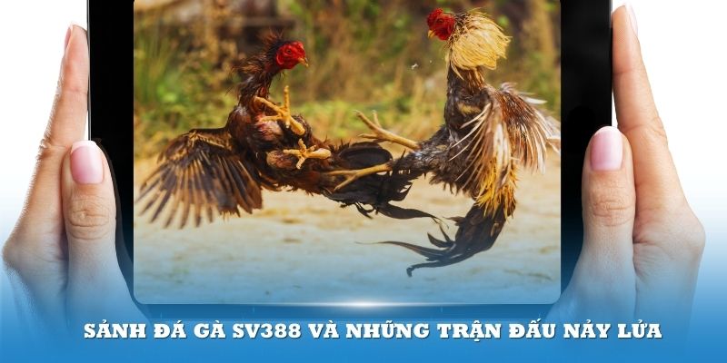 Sảnh đá gà SV388 là nơi quy tụ những trận đấu nảy lửa và chất lượng