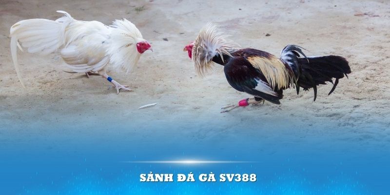 Ảnh đại diện đá gà sv388